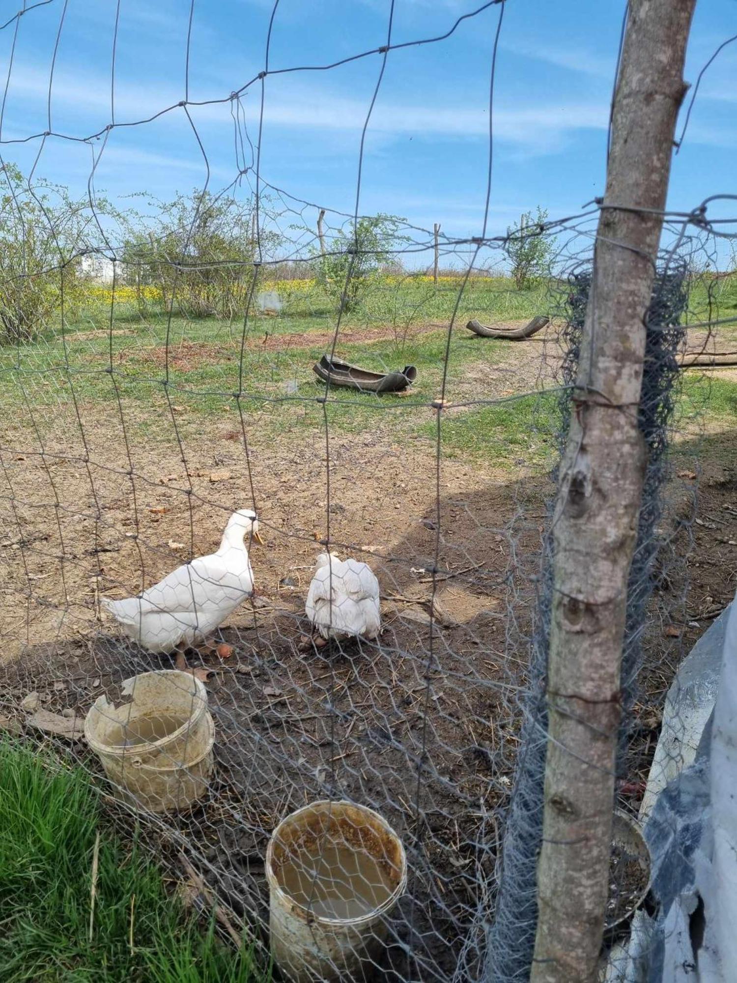 Pensiunea Agroturistica Casa Sirca Boghiş Extérieur photo